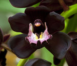 Carica l'immagine nel visualizzatore Galleria, Cymbidium Kiwi Midnight 'Geyserland'