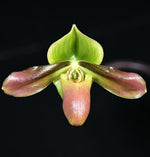 Carica l'immagine nel visualizzatore Galleria, Paphiopedilum mastersianum