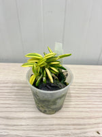 Carica l'immagine nel visualizzatore Galleria, Neofinetia falcata 'Chwiwolho' 취월호 翠月湖 - BIG 1