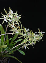 Carica l'immagine nel visualizzatore Galleria, Miltonia flavescens