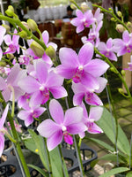 Carica l'immagine nel visualizzatore Galleria, Phalaenopsis Anthura Victoria