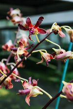 Carica l'immagine nel visualizzatore Galleria, Dendrobium Spatulata Hybrid