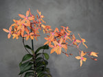 Carica l'immagine nel visualizzatore Galleria, Renanthopsis Mildred Jameson (Renanthera monachica x Phalaenopsis stuartiana)