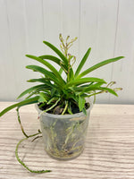 Carica l'immagine nel visualizzatore Galleria, Neofinetia falcata 'Wonhong' 원홍 元紅 - BIG