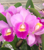 Carica l'immagine nel visualizzatore Galleria, Rhyncholaeliocattleya Jairak Boy