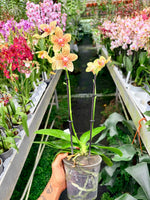 Chargez l'image dans la visionneuse de galerie, Phalaenopsis rheingold x pallens