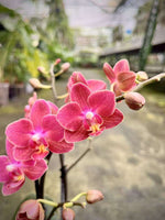 Carica l'immagine nel visualizzatore Galleria, Phalaenopsis Daisy Rose