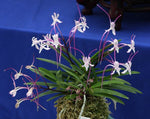 Carica l'immagine nel visualizzatore Galleria, Neofinetia falcata 'Hanakanzashi' 花簪