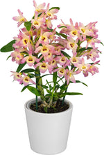 Carica l'immagine nel visualizzatore Galleria, Dendrobium nobile 'Fairlight'