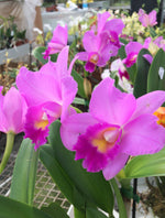 Carica l'immagine nel visualizzatore Galleria, Rhyncholaeliocattleya Jairak Boy