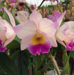 Carica l'immagine nel visualizzatore Galleria, Cattleya Rainbow