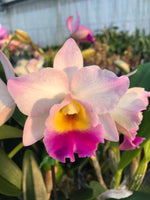 Carica l'immagine nel visualizzatore Galleria, Cattleya Rainbow