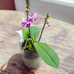 Carica l'immagine nel visualizzatore Galleria, Phalaenopsis Anna-Larati Soekardi (peloric - 3 lips)