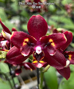 Carica l'immagine nel visualizzatore Galleria, Phalaenopsis Miki Fire Bat 'Tanjirou'