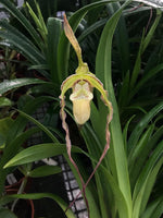 Carica l'immagine nel visualizzatore Galleria, Phragmipedium Memoria Hans Glow (longifolium x (pearcei x wallisii))