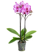 Carica l'immagine nel visualizzatore Galleria, Phalaenopsis Toshi