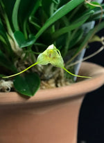 Carica l'immagine nel visualizzatore Galleria, Masdevallia nidifica f. alba