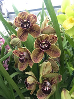Carica l'immagine nel visualizzatore Galleria, Cymbidium Los Angeles