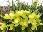 Carica l'immagine nel visualizzatore Galleria, Cymbidium lowianum f. concolor