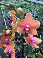 Carica l'immagine nel visualizzatore Galleria, Phalaenopsis Paprika