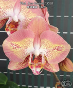 Load image into Gallery viewer, Phalaenopsis Leco Fantastic 'Ll045-2'
