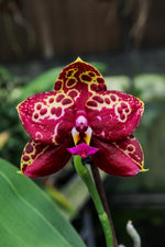 Carica l'immagine nel visualizzatore Galleria, Phalaenopsis Yaphon Black Rose