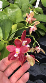 Carica l'immagine nel visualizzatore Galleria, Phalaenopsis Tying Shin Fly Eagle × Phal. tetraspis 'C1'