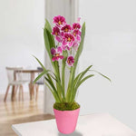 Carica l'immagine nel visualizzatore Galleria, Miltoniopsis Princess Diana