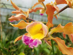 Carica l'immagine nel visualizzatore Galleria, Laeliocattleya Tzeng-Wen Bells (Laelia undulata × Cattleya Penny Kuroda)