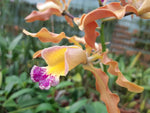Carica l'immagine nel visualizzatore Galleria, Laeliocattleya Tzeng-Wen Bells (Laelia undulata × Cattleya Penny Kuroda)