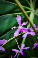 Carica l'immagine nel visualizzatore Galleria, Vanda coerulescens x Neostylis Lou Sneary