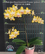 Carica l'immagine nel visualizzatore Galleria, Phalaenopsis Yen Shuai Sweet Girl 'Promise' (peloric)