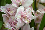 Carica l'immagine nel visualizzatore Galleria, Cymbidium Strathdon 'Cooksbridge Fantasy' - Peloric