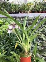 Carica l'immagine nel visualizzatore Galleria, Pabstia jugosa