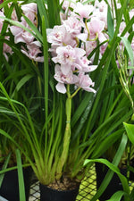 Carica l'immagine nel visualizzatore Galleria, Cymbidium Strathdon 'Cooksbridge Fantasy' - Peloric