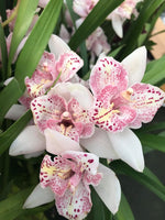 Carica l'immagine nel visualizzatore Galleria, Cymbidium Strathdon 'Cooksbridge Fantasy' - Peloric