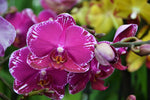 Carica l'immagine nel visualizzatore Galleria, Phalaenopsis Asian Violin
