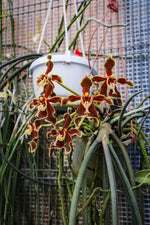 Carica l'immagine nel visualizzatore Galleria, Paraphalaenopsis labukensis XL