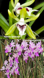 Carica l'immagine nel visualizzatore Galleria, Vanda cristata x Seidenfadenia mitrata