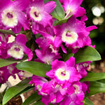 Carica l'immagine nel visualizzatore Galleria, Dendrobium nobile 'Bouquet Purple Rain'