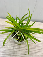 Carica l'immagine nel visualizzatore Galleria, Neofinetia falcata 'Kinyuko' 金幽晃 - BIG