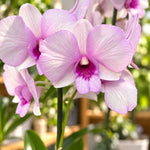 Carga la imagen en el visor de la Galería, Dendrobium Burana Racha