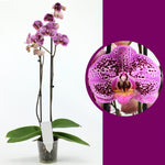 Carica l'immagine nel visualizzatore Galleria, Phalaenopsis Yu Pin Pearl x Sogo Domi