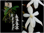 Carica l'immagine nel visualizzatore Galleria, Aerangis spiculata