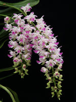 Carica l'immagine nel visualizzatore Galleria, Aerides Korat Koki (Aerides houlletiana x Aerides lawrenceae)