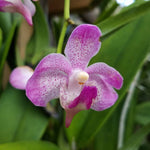 Carica l'immagine nel visualizzatore Galleria, Aeridovanda Frank Johnston (Aerides lawrenceae x Vanda tessellata)