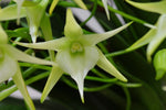 Carica l'immagine nel visualizzatore Galleria, Angraecum Crestwood ‘Tomorrow Star’ (Angraecum Veitchii x Angraecum sesquipedale)