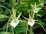 Carica l'immagine nel visualizzatore Galleria, Angraecum birrimense