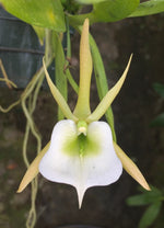 Carica l'immagine nel visualizzatore Galleria, Angraecum birrimense