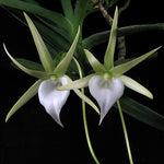 Carica l'immagine nel visualizzatore Galleria, Angraecum dollii